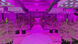 Neon Weed Store FiveM MLO — GTA RP Interior — ESX QB QBOX — RPBazzar